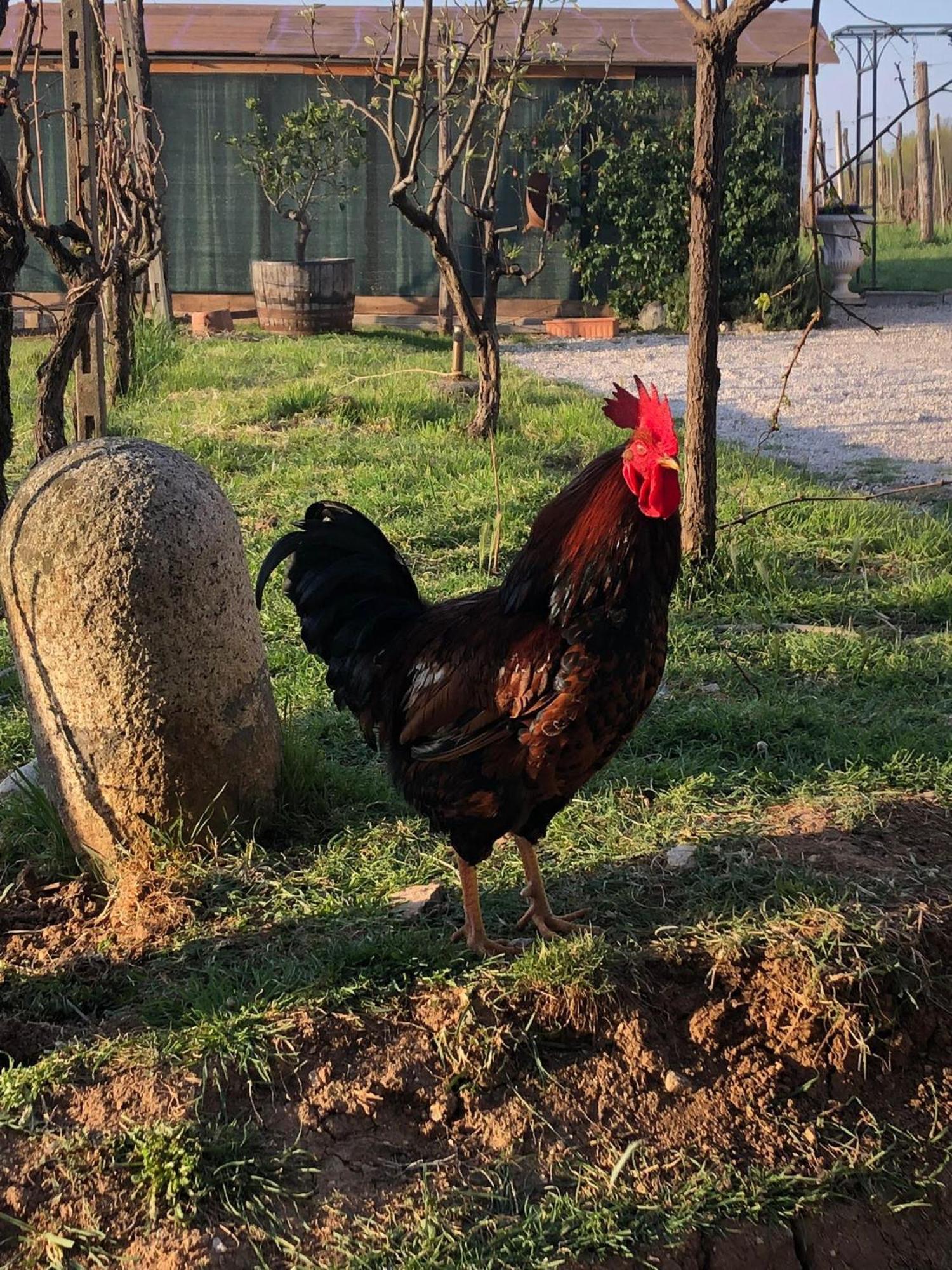 La Bosca Agriturismo Gavardo Bagian luar foto